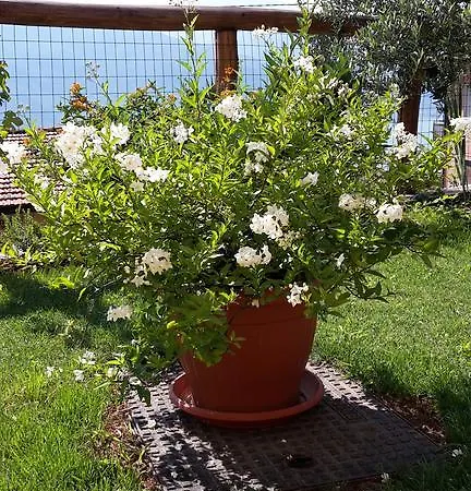 Agriturismo Botton D'oro Dongo