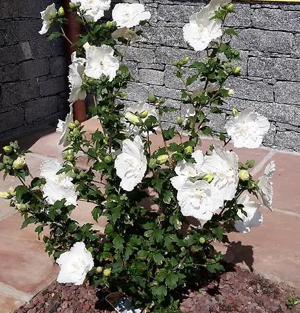 Botton D'oro * 동고