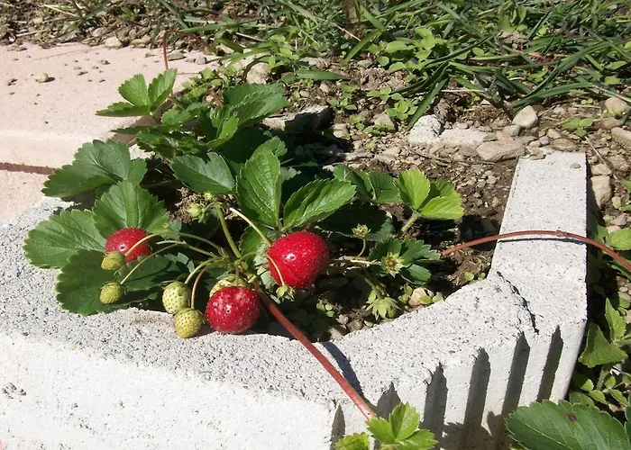 Farma Botton D'oro Dongo