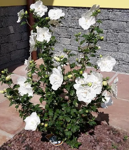 Botton D'oro * Dongo