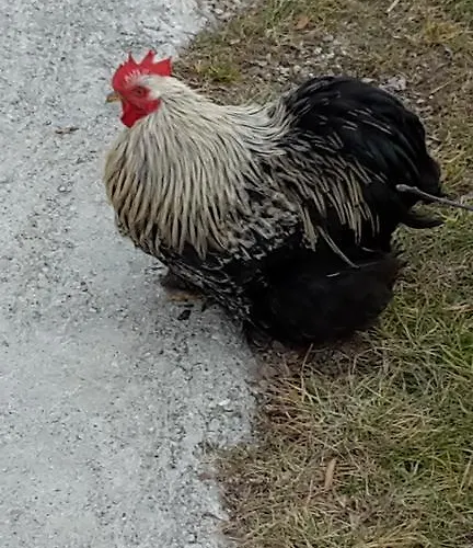 Farma Botton D'oro *