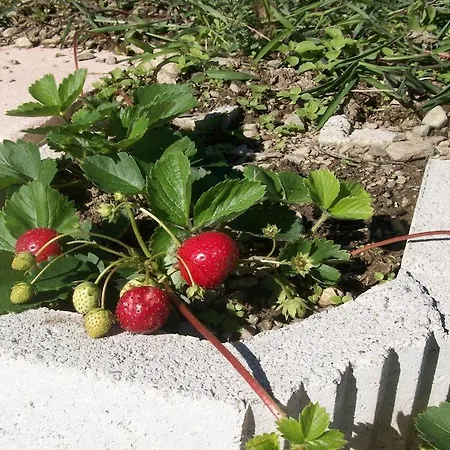 Alojamento de Turismo Rural Botton D'oro Dongo