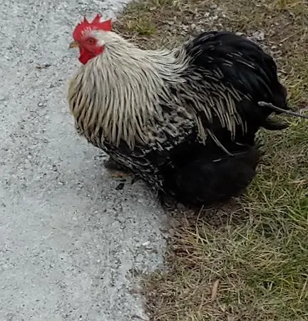Bauernhof Botton D'oro *