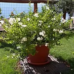 Agriturismo Botton D'oro Dongo